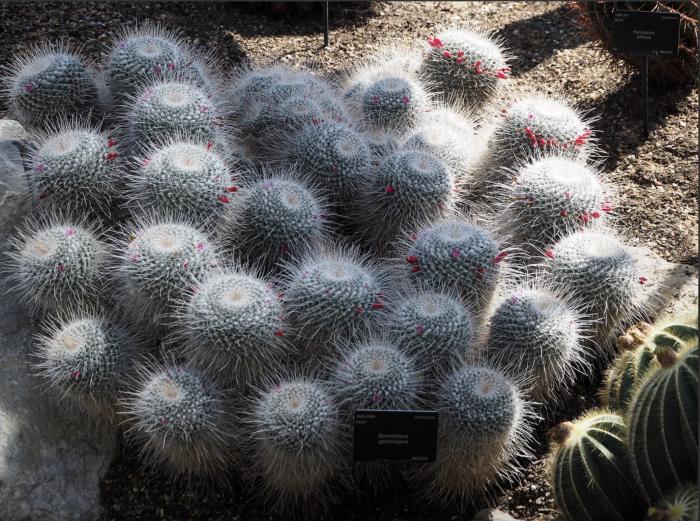 Plant photo of: Mammillaria geminispina