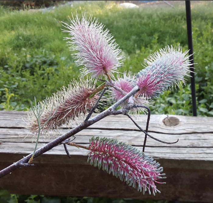 Grevillea petrophiloides 'Big Bird'