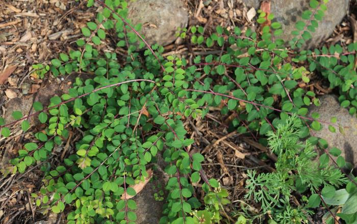 Plant photo of: Symphoricarpos mollis