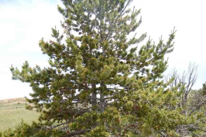 Pinus flexilis