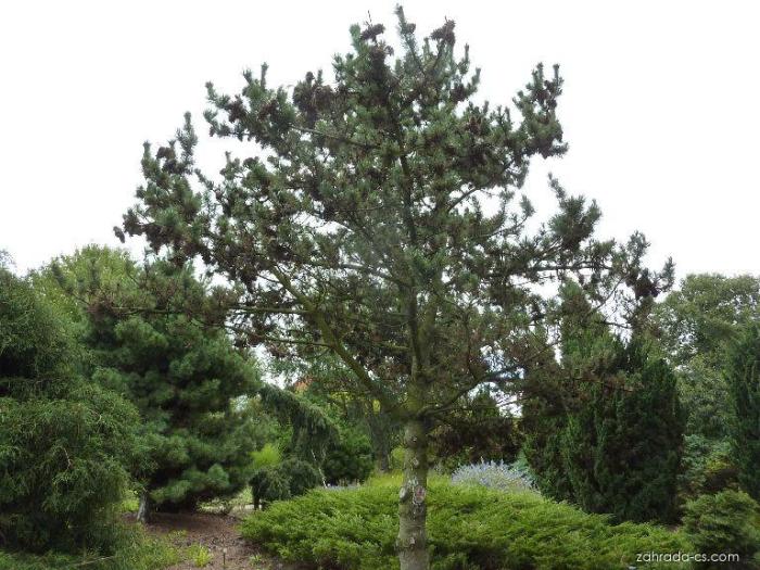 Plant photo of: Pinus flexilis