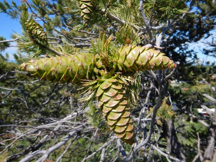 Plant photo of: Pinus flexilis