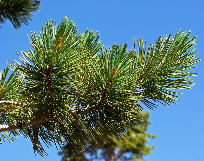 Plant photo of: Pinus flexilis