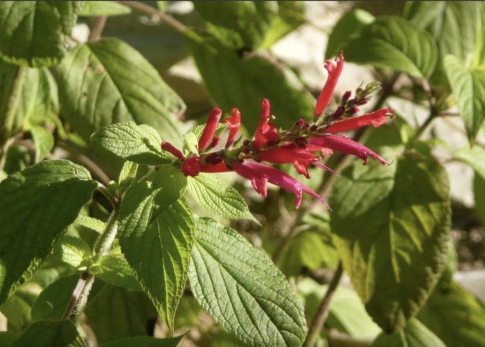 Plant photo of: Salvia elegans