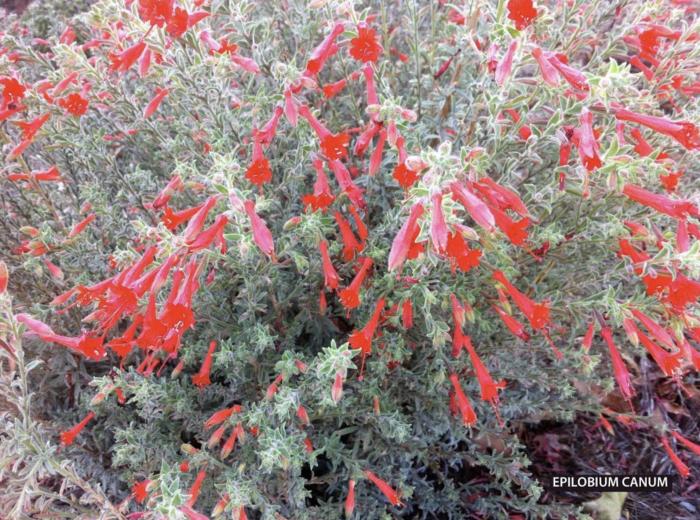 Plant photo of: Epilobium 'Chaparral Silver'