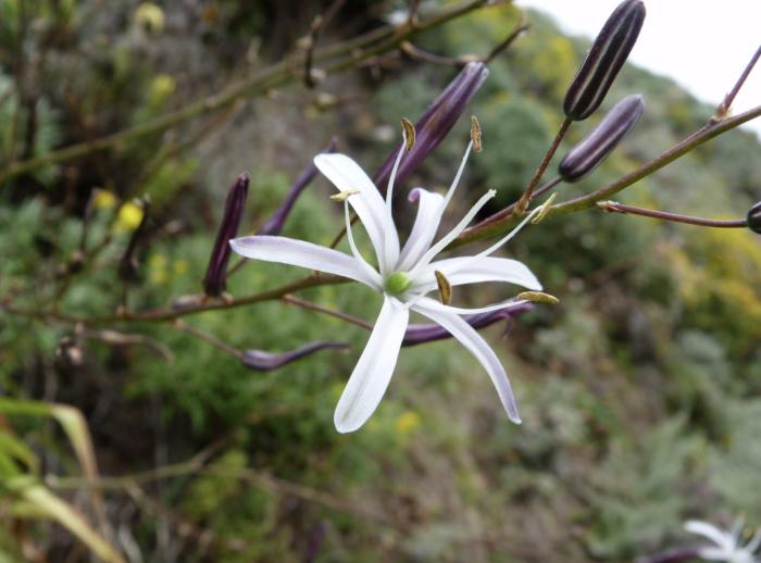 Chlorogalum pomeridianum