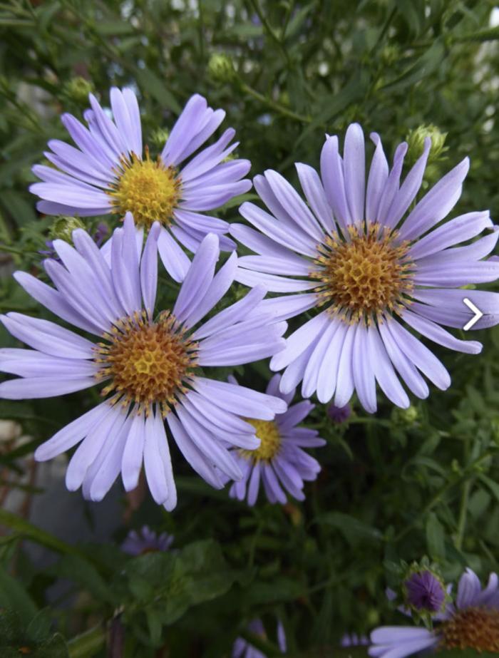 Aster chilensis ‘Purple Haze’