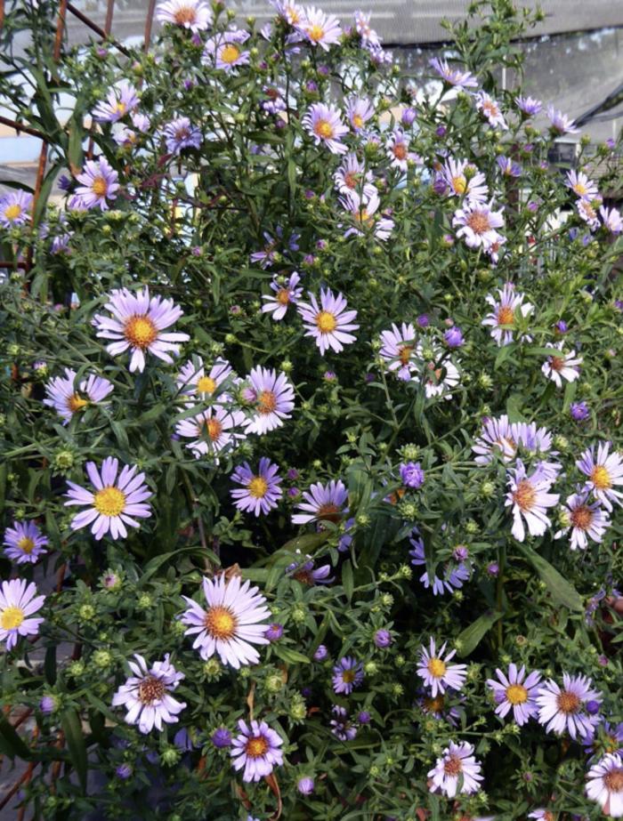 Plant photo of: Aster chilensis ‘Purple Haze’