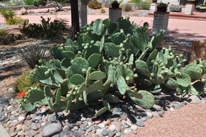 Opuntia engelmannii