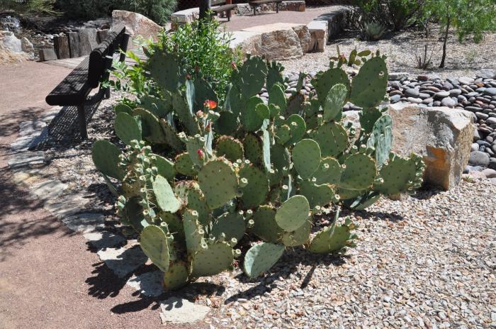 Plant photo of: Opuntia engelmannii