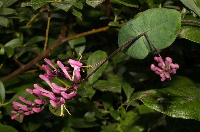 Lonicera hispidula