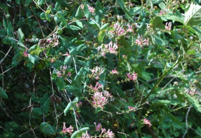 Plant photo of: Lonicera hispidula