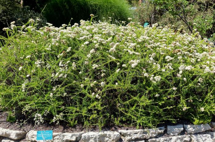 Eriogonum fasciculatum 'Dana Point'