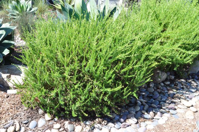 Plant photo of: Eriogonum fasciculatum 'Dana Point'