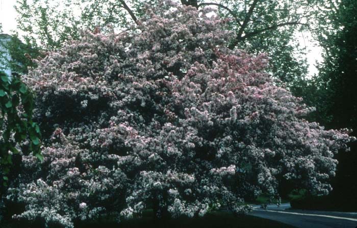 Plant photo of: Malus 'Arnoldiana'