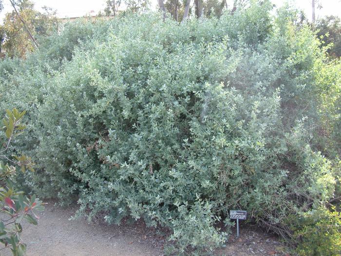 Atriplex lentiformis