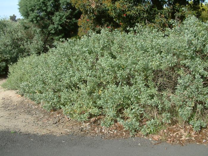 Plant photo of: Atriplex lentiformis