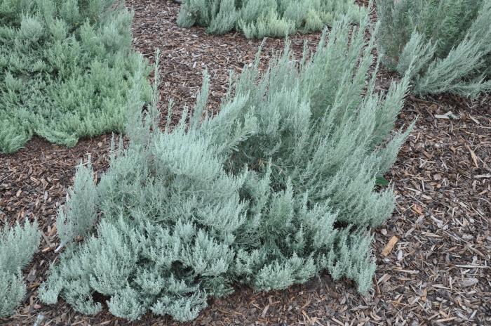 Artemisia tridentata