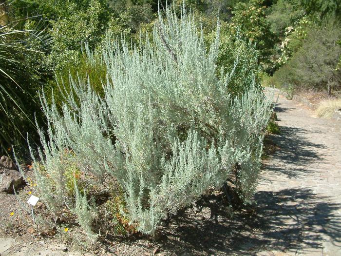 Plant photo of: Artemisia tridentata