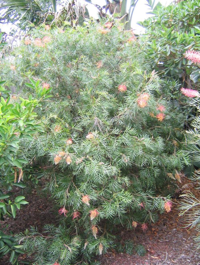 Grevillea 'Superb'