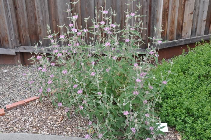 Phlomis purpurea