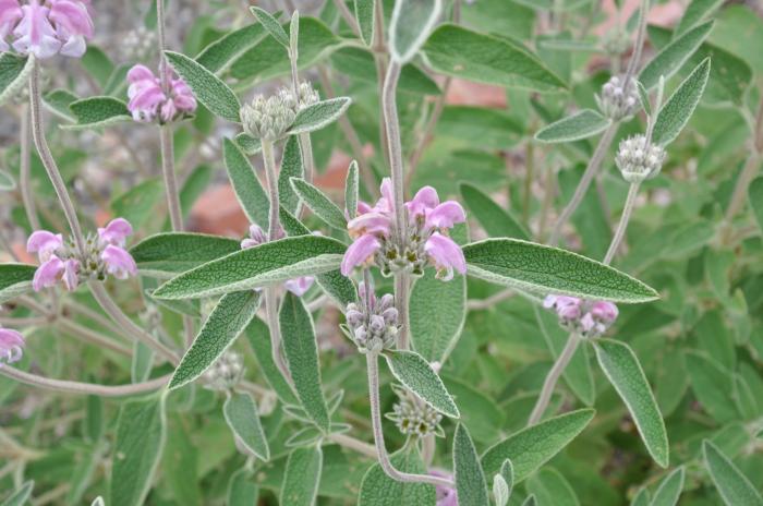 Plant photo of: Phlomis purpurea