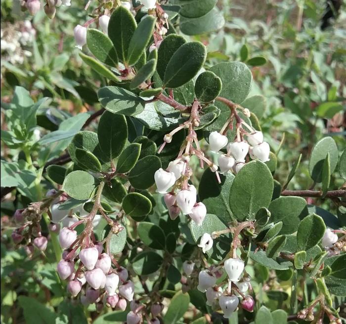 Arctostaphylos edmundsii 'Big Sur'