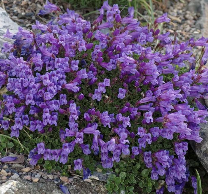 Penstemon davidsonii