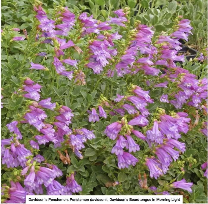 Plant photo of: Penstemon davidsonii