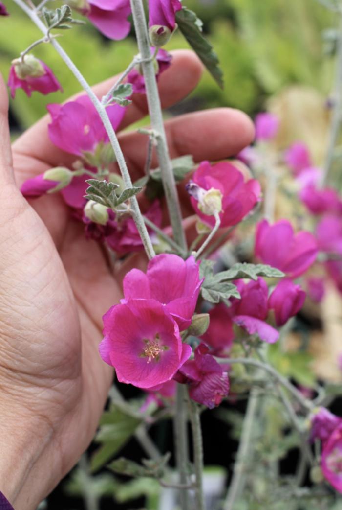Plant photo of: Sphaeralcea incana ‘Kathy Echols’
