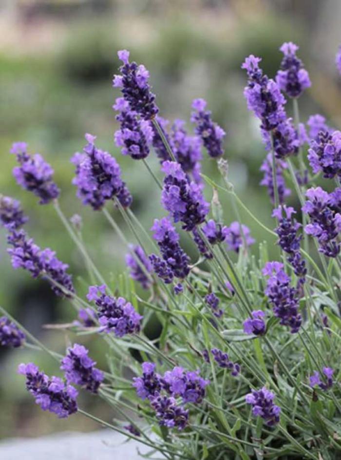 Lavandula angustifolia 'Twickel Purple'