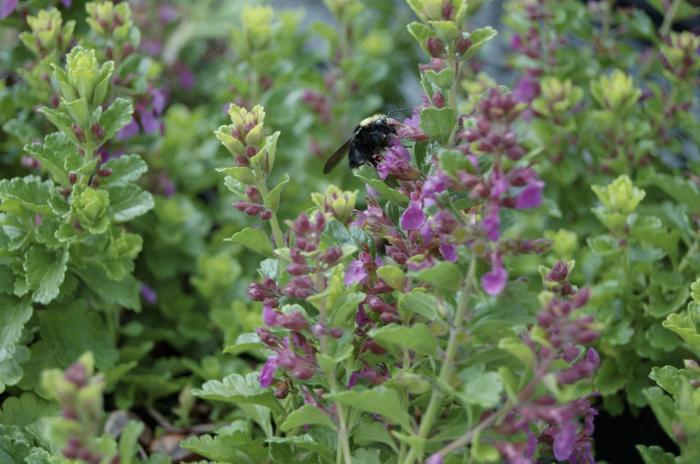 Teucrium chamaedrys 'Summer Sunshine'