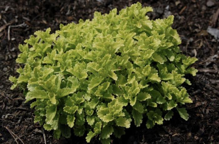 Plant photo of: Teucrium chamaedrys 'Summer Sunshine'