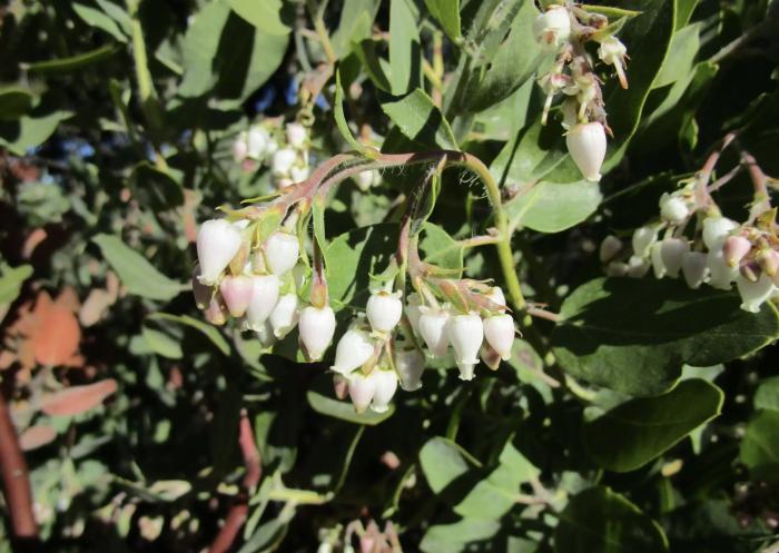 Arctostaphylos viridissima 'White Cloud'