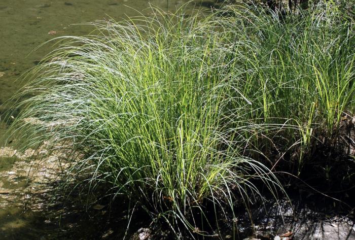 Carex nudata