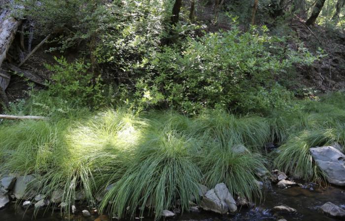 Plant photo of: Carex nudata