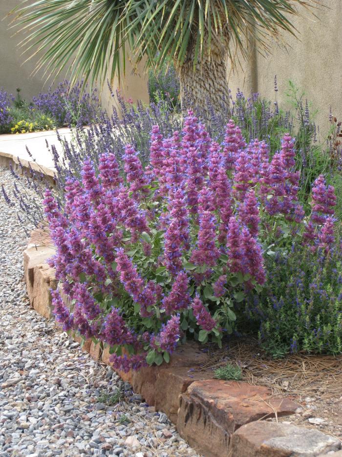 Salvia pachyphlla