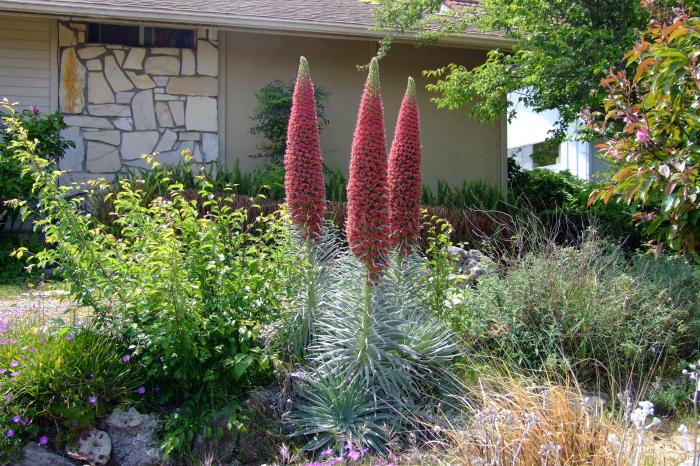 Echium wildpretii