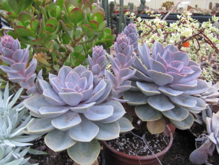 Plant photo of: Echeveria 'Perle Von Nurnberg'