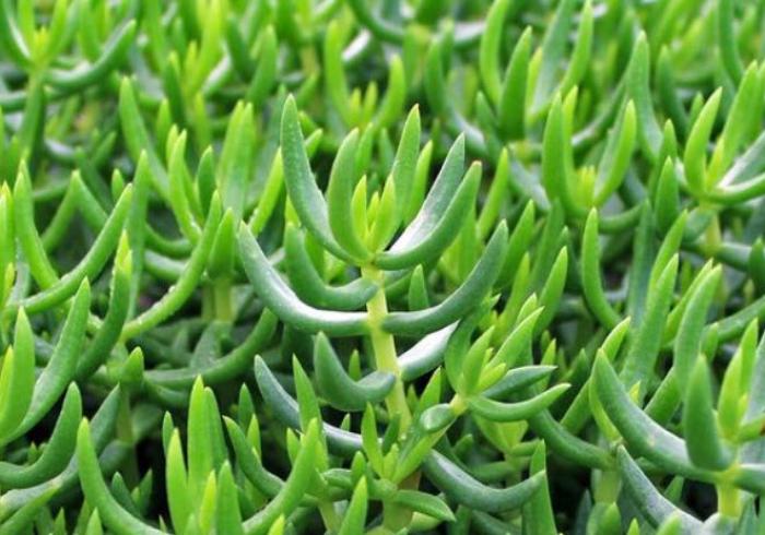 Miniature Pine Tree