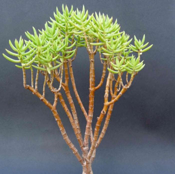 Plant photo of: Crassula tetragona