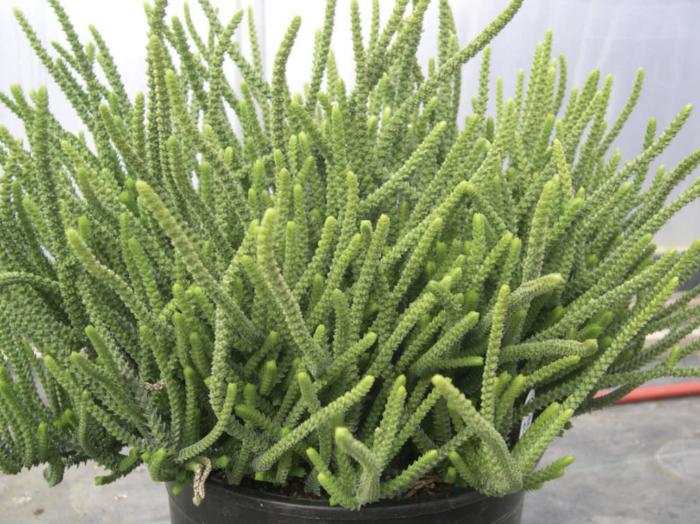 Crassula muscosa
