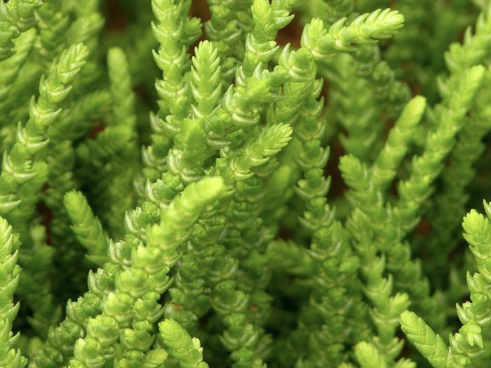 Plant photo of: Crassula muscosa