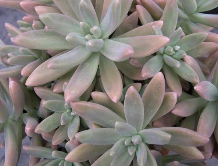 Graptosedum 'Darley Sunshine'