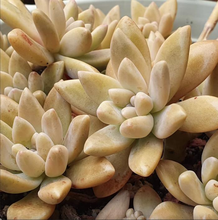 Plant photo of: Graptosedum 'Darley Sunshine'