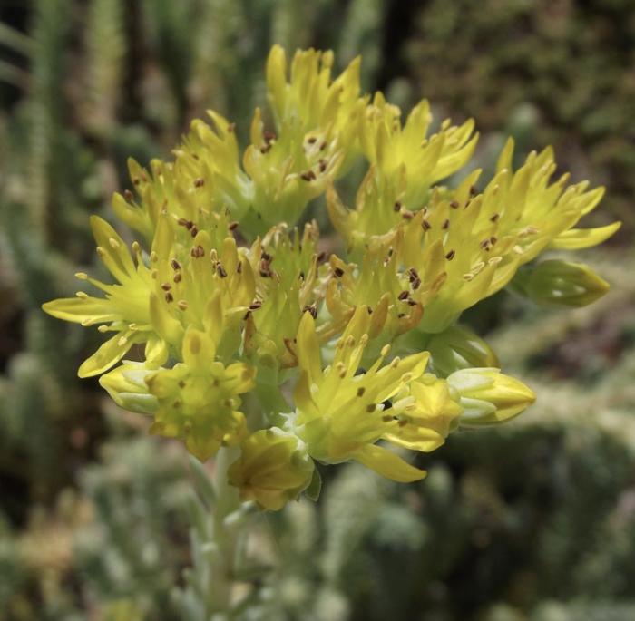 Plant photo of: Sedum reflexum 'Blue Spruce'