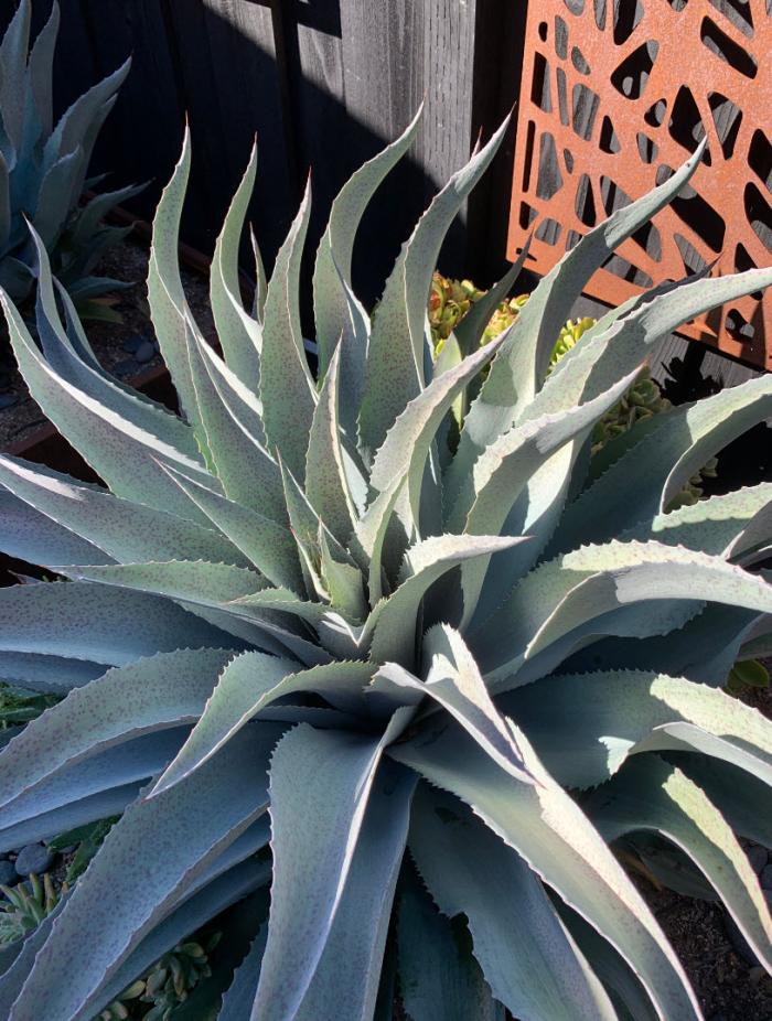 Plant photo of: Mangave 'Whale Tale'