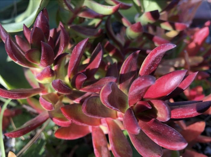 Crassula platyphylla ‘Burgundy’