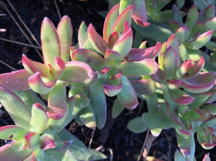 Plant photo of: Crassula platyphylla ‘Burgundy’