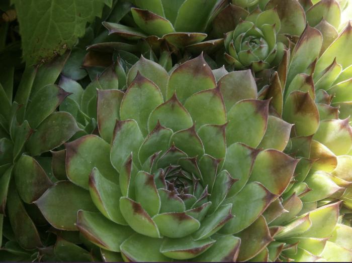 Sempervivum tectorum